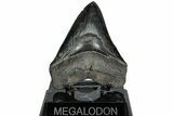 Serrated, Fossil Megalodon Tooth - South Carolina #231772-1